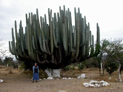 Stor kaktus til salg